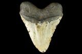 Huge, Fossil Megalodon Tooth - North Carolina #124946-2